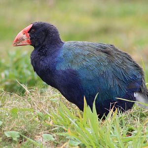 takahe (Porphyrio hochstetteri)