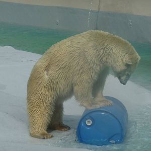 yupik polar bear morelia zoo
