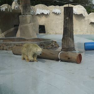 yupik polar bear morelia zoo