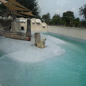 yupik polar bear morelia zoo