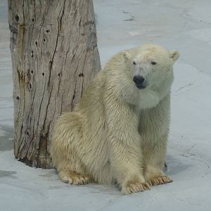 yupik polar bear morelia zoo