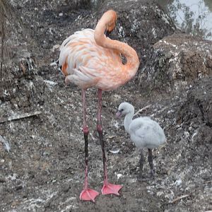 flamingos morelia zoo