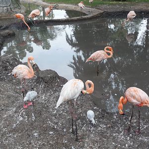 flamingos morelia zoo