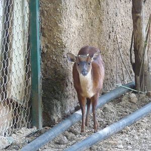 mexican brocket deer morelia zoo