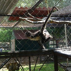 juvenile mexican spider monkey morelia zoo