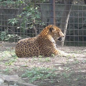 jaguar morelia zoo