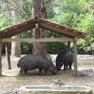 pygmy hippos morelia zoo