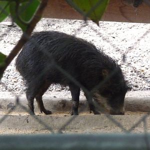 white lipped peccary morelia zoo