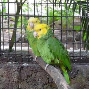 yellow headed amazon parrots morelia zoo