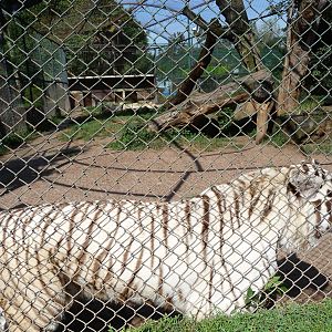 white bengal tiger morelia zoo