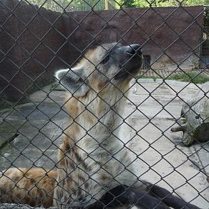 spotted hyena morelia zoo