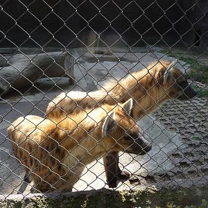 spotted hyenas morelia zoo