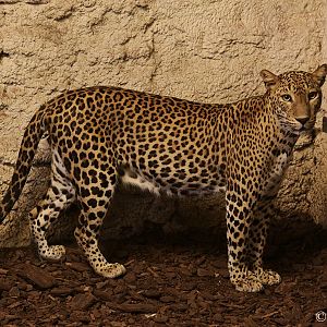 Sri Lanka Leopard (Panthera pardus kotiya) at Zamosc Zoo