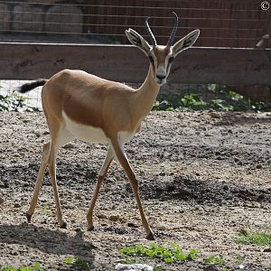 Dorcas Gazelle (Gazella dorcas neglecta) at Zamosc Zoo