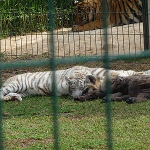 white bengal tiger, bengal tiger and spotted hyena morelia zoo