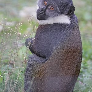 L'Hoest's Monkey (Cercopithecus lhoesti) at Zamosc Zoo