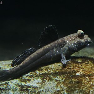Periophthalmus barbarus at Zamosc Zoo