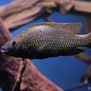 Otjikoto Tilapia (Tilapia guinasana) at Zamosc Zoo