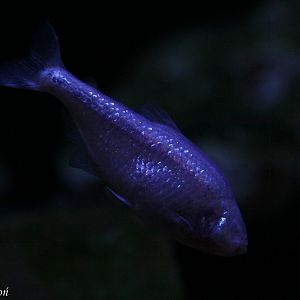Blind Cave Fish (Astyanax mexicanus) at Zamosc Zoo