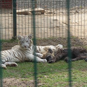 white bengal tiger and spotted hyena morelia zoo