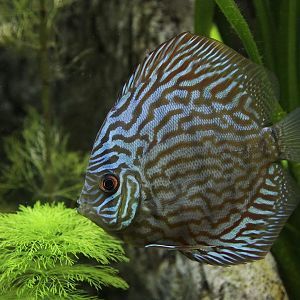 Leopard Pigeon Discus (Symphysodon aequifasciata) at Zamosc Zoo