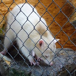 albino raccoon morelia zoo