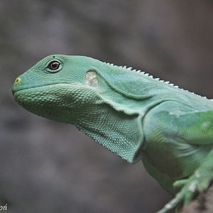 Lau Banded Iguana (Brachylophus fasciatus) at Zamosc Zoo