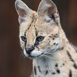 Serval at Zamosc Zoo