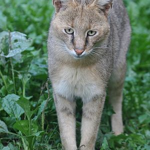 Jungle Cat (Felis chaus) at Zamosc Zoo