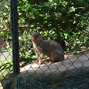 jaguarundi morelia zoo