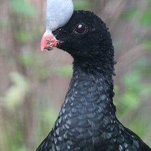 Helmeted Curassow (Pauxi pauxi) at Zamosc Zoo