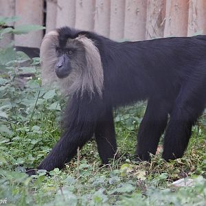 Lion-tailed Macaque (Macaca silenus) at Zamosc Zoo