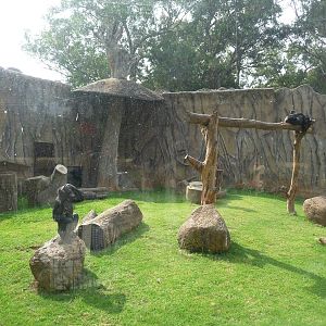 bonobos morelia zoo