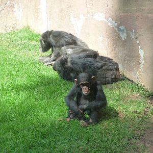 chimpanzees morelia zoo