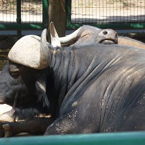 cape buffalo morelia zoo