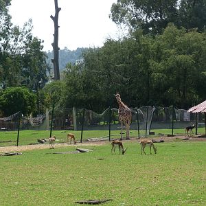 giraffes and blackbuck morelia zoo