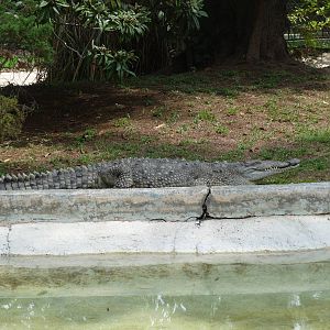 american crocodile morelia zoo