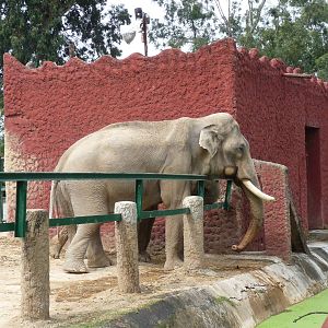 asian elephants morelia zoo