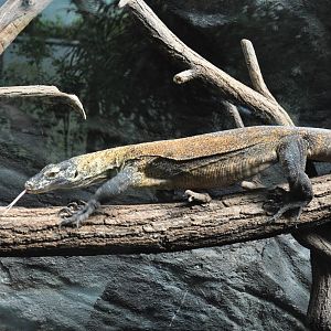Komodo dragon (Varanus komodoensis)