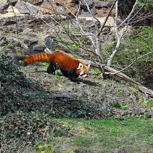 Red panda (Ailurus fulgens fulgens)