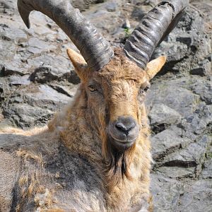 Kuban tur (Capra caucasica)