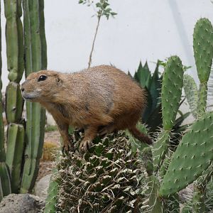 prarie dog on  cactus morelia zoo