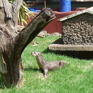 mexican otter morelia zoo