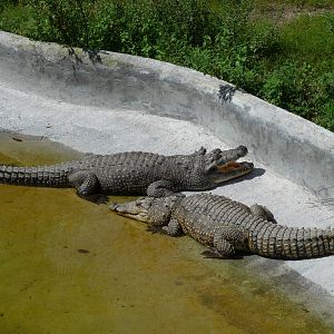 morelett s crocodiles morelia zoo