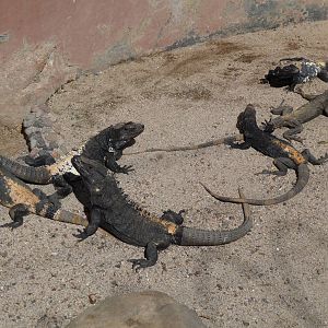 mexican spiny tail iguanas morelia zoo