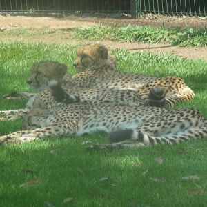 cheetahs morelia zoo