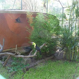 toucan exhibit morelia zoo
