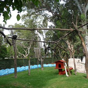 mexican spider monkey exhibit morelia zoo