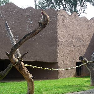 japanese macaque morelia zoo