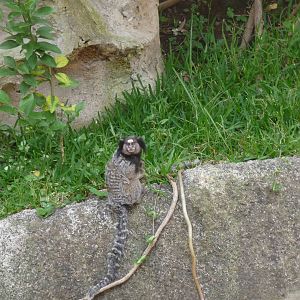 black tufted marmoset morelia zoo